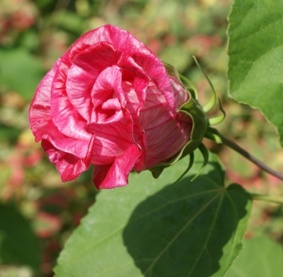 garden flower