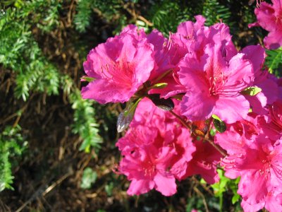 azaleas