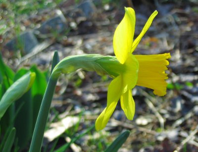 daffodil