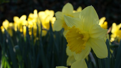 daffodils