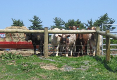 interested calves