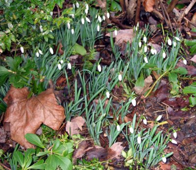 spring flowers