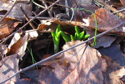 spring flowers