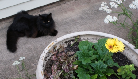 Flower baskets