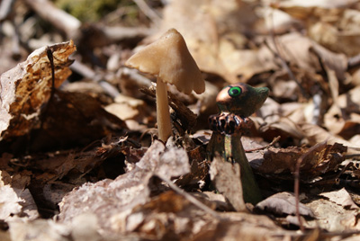 toadstool