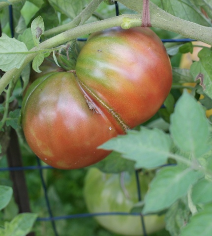 Garden tomatoes