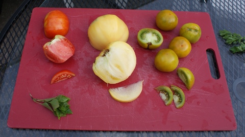 Garden tomatoes