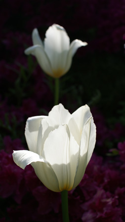 white tulip