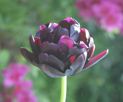 black tulip