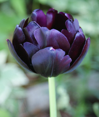 black tulip