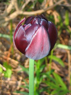 black tulip bud