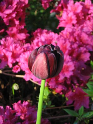 black tulip bud
