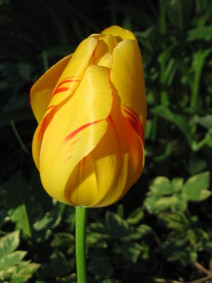 multicolor tulip