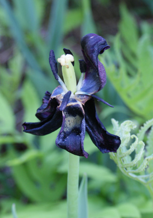 bedraggled tulip