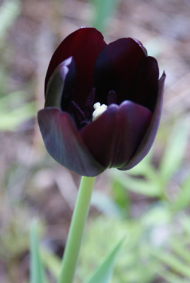black tulip