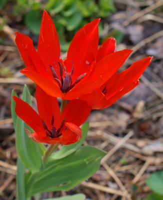 Dutch tulips