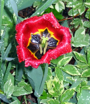 tulip