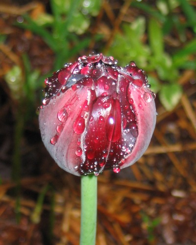 tulip