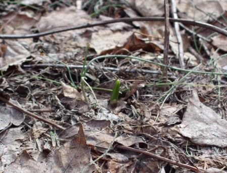 crocus sprout