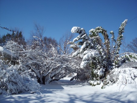 snow-covered trees