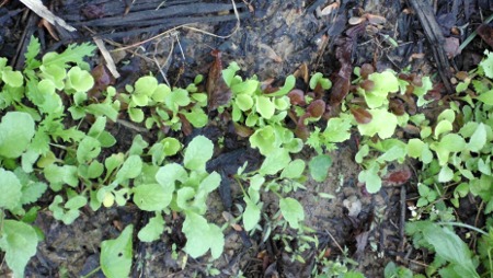 crowded lettuce