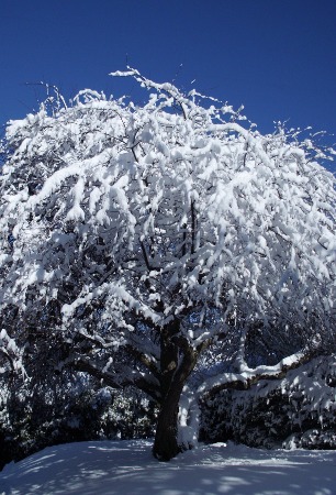 snow-covered tree