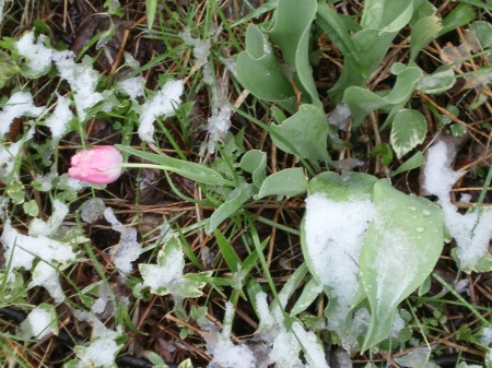 snow in April