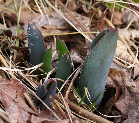 tulip sprouts