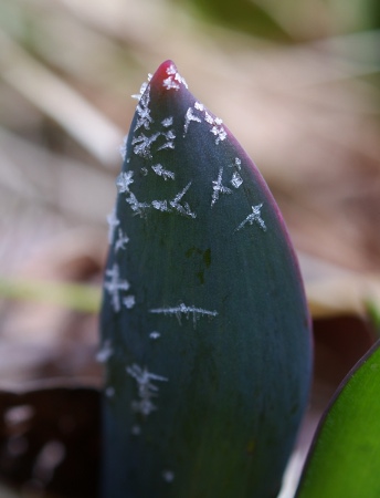 tulip sprouts