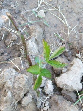 Blackberry leaves