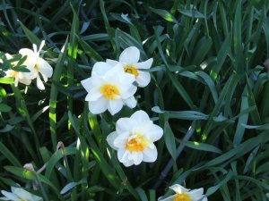 Last daffodils