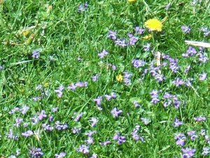 Violets