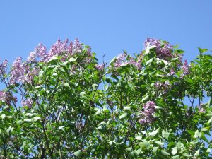 First lilacs
