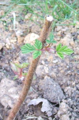 Raspberry leaves