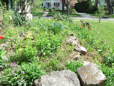 Tulips on terrace