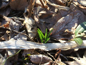 crocus