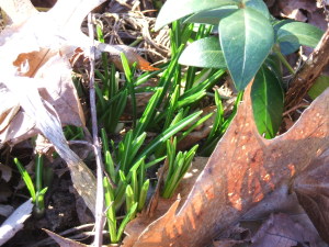 more crocuses