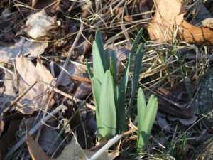 daffodil