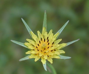 goatsbeard flower