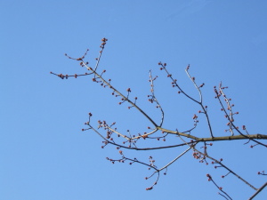 red maple