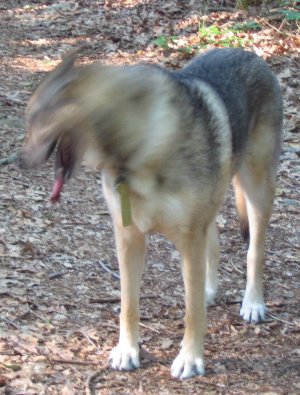 Monster dog /></p>
<p>Back in Pennsylvania it is farmer’s market season. This week, I scored a quart of fresh peas. I shucked them myself. A bowlful is nothing like the bushels we used to do, and they taste so much better than even the high-quality frozen peas. I also acquired rhubarb and strawberries, which should become cobbler or maybe pie this weekend. </p>
<p><img decoding=