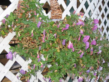 valiant petunias