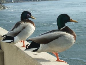 Ducks on Lake Monona