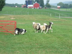 Sheepdog