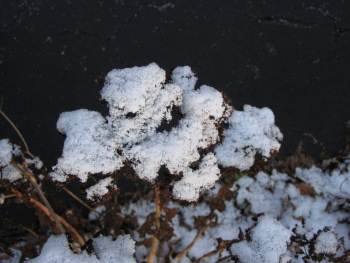 snow on plants