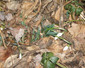 snowdrops