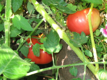 Tomato jungle