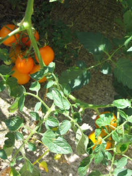 Tomato jungle