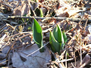 tulip