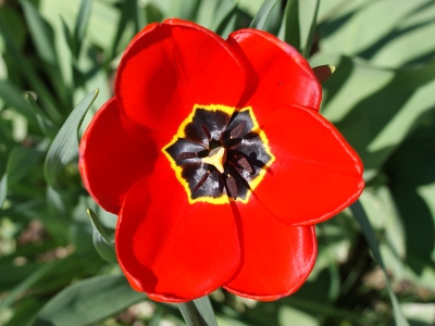 tulip flower